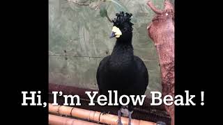 Learning about seasons, with Black feather & Yellow beak #cute #funny