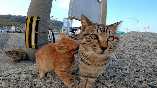道端にいた野良子猫達がモフられにきた
