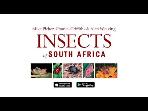 Video: Insects of Africa: names, description, photo