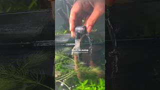✅ Must Have This Air Pump for Your 🐟 Aquarium || Planted Tank Care ✅||#aquarium #aquascape