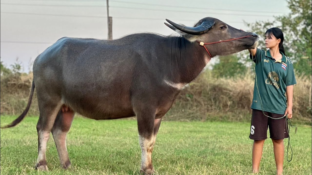 ของดีหลุดมาอีกแล้ว‼️เผือกยักษ์,แม่พันธุ์150 หนุ่มหล่อ,สาวสวย สายเขาลูกเจ้าไมค์ ราคาจัดโปร‼️