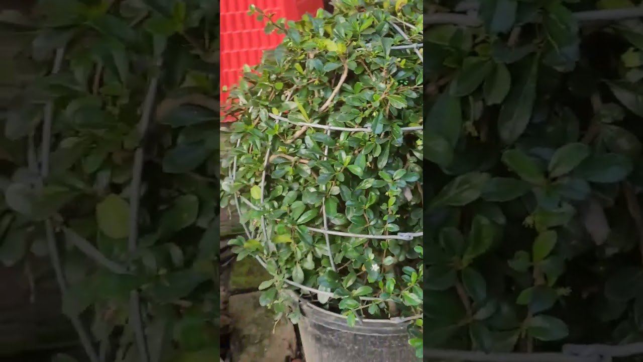 Make new Round ✨️ 🤪Beautiful Topiary 