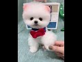 #Teacup Dog #Shunsuke #Pomeranian