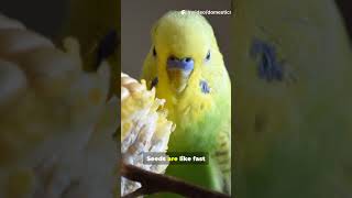 5 Things I Wish I Knew Before Getting a Budgie #domesticwildchannel #BudgiesOfYouTube #Shorts