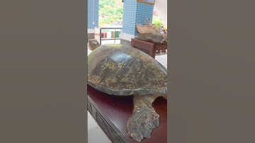 Rùa biển ở Côn Đảo #travel