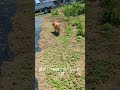 勝手に縄張りに入ってしまった猫#shorts