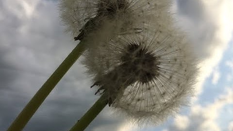 Kostenlos Ihre Fotos optimieren / verkleinern | FILEminimizer Pictures