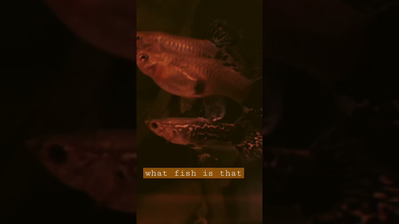 what fish is that?? 😁😁