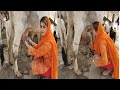 Cow Milking Village Life Vlogs With Khadija Info | How To Get Cow Milking First Time Khadija Info