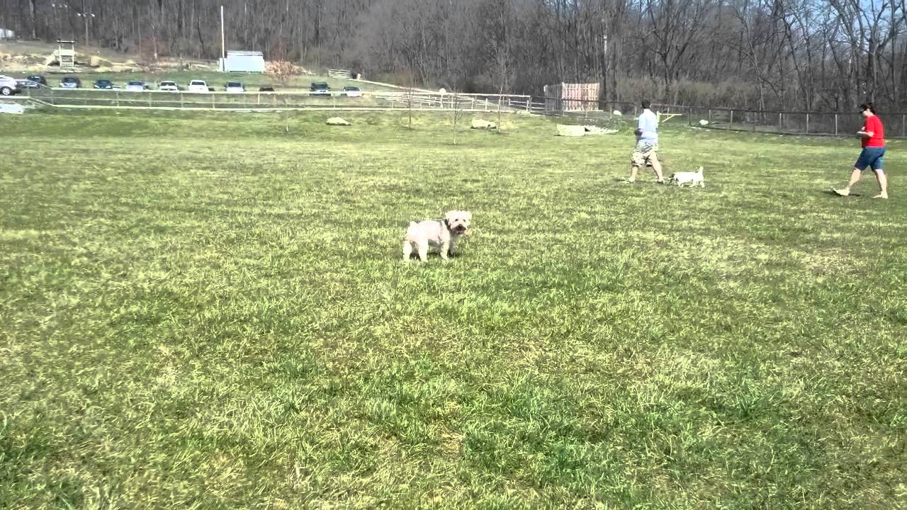 Ziggy Dog Park York x2 YouTube