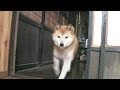 柴犬ジロー　オシッコしてご飯　Shiba Inu