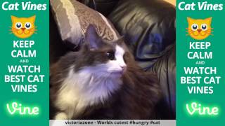 Funniest Cat Vines #133 - Updated September 24th, 2015 by Ultimate Cat Vines 14,168 views 8 years ago 20 minutes