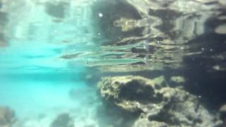 Needle Fish or Baby Barracuda?