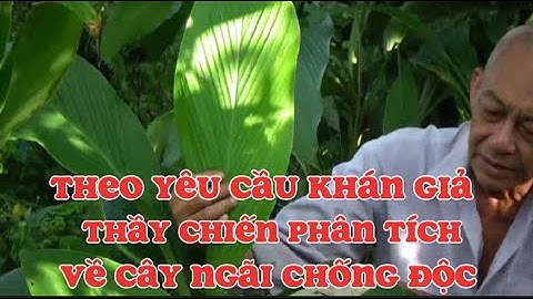Theo yêu cầu của khán giả Thầy Chiến phân tích về cây ngãi chống độc