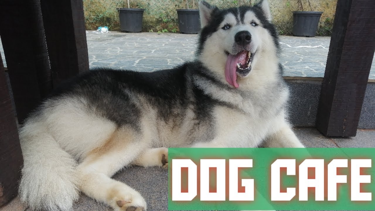 DOG CAFE IN MANGALORE K9 RESTRO YouTube