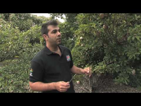 Guyana Sapodilla Fruit