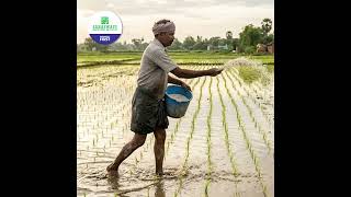 How to Fix Stunted Paddy Growth & Get More Tillers | GRO BLOOM Bio-Stimulant