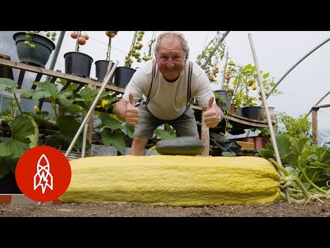 Este jardinero cultiva vegetales de 45 kilos