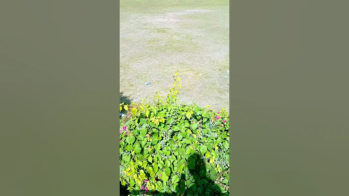 #green #greenery #scenery #trees #plants #leaf #leaves - DayDayNews