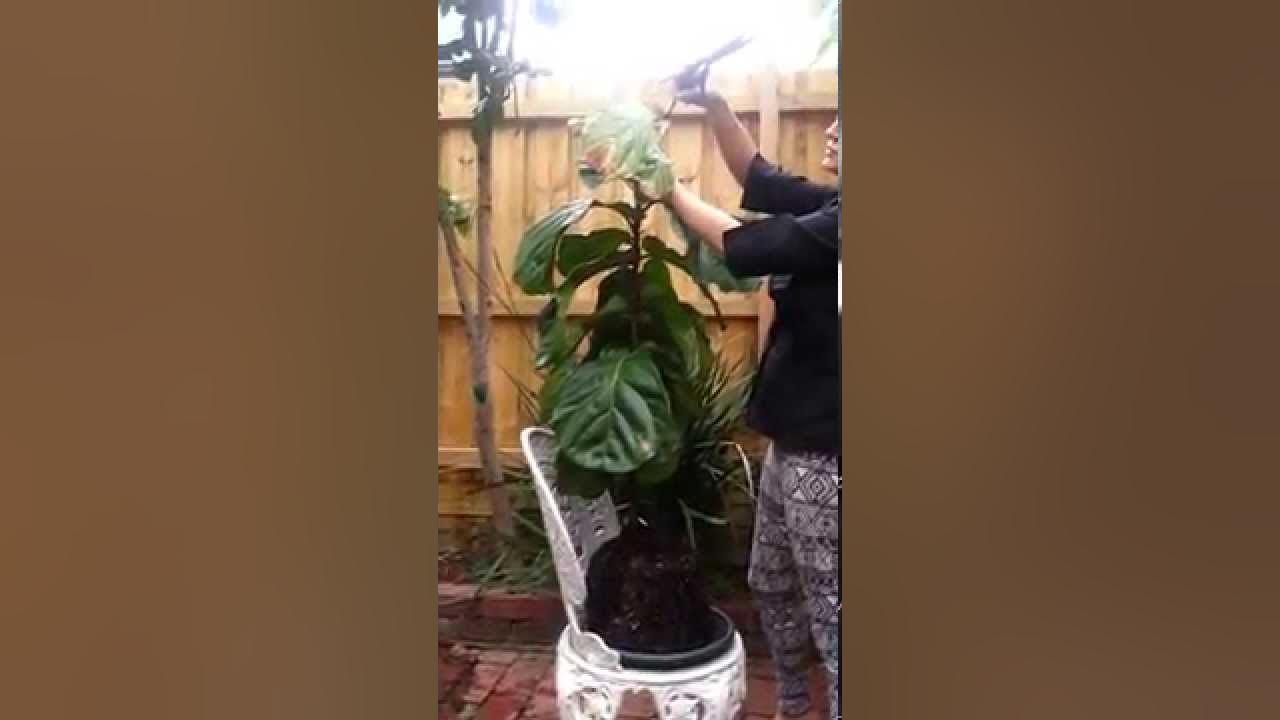 Fiddle Leaf Fig Tree Care (Sad Fiddles) Rejuvenation Tips & Tricks
