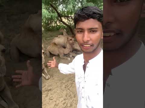 هناك جمال ورائي There Are Camels Behind Me 