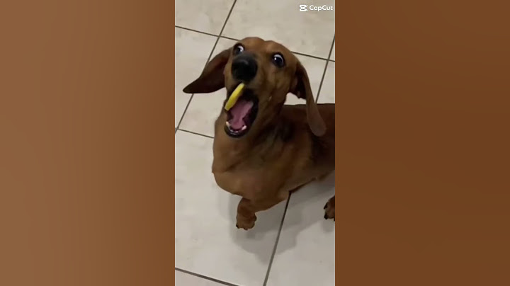 cute dog eats lemon! #shorts  #viral  #dogs  #doglover