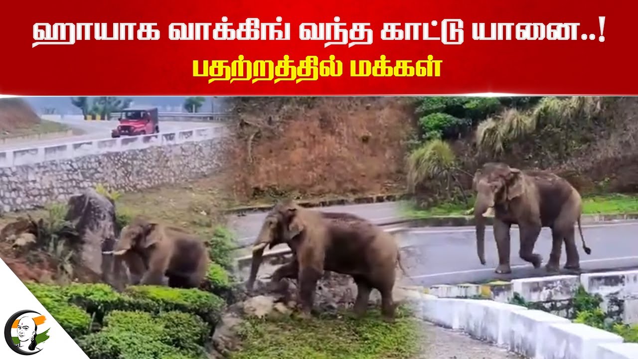 ஹாயாக வாக்கிங் வந்த காட்டு யானை..! பதற்றத்தில் மக்கள் | Elephant | Munnar