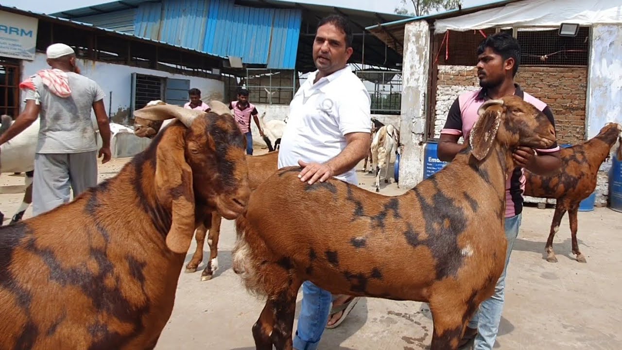 The Biggest Goats Ahmedabad KP Goat Farm Best Palai Results YouTube