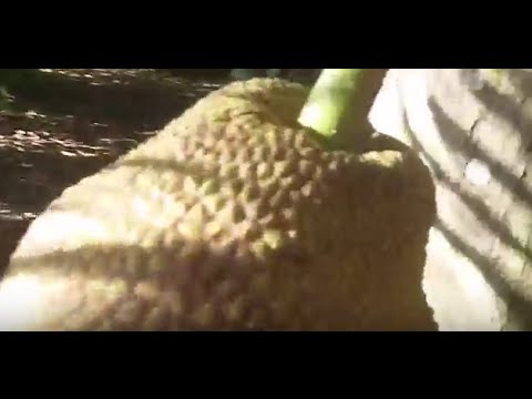 Great Fruit Tree Yard