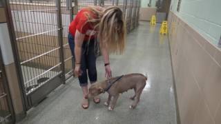 Helping Pets Find a Forever Home: Studying How to Improve Adoption Rates