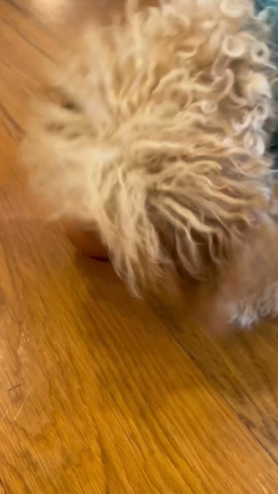 my-dog-licked-a-raw-egg-youtube
