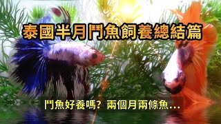 泰國鬥魚飼養小魚缸養半月鬥魚2個月經驗分享總結 换水 餵食 魚蝦混養 鬥魚打架 鬥魚 養魚 泰國鬥魚