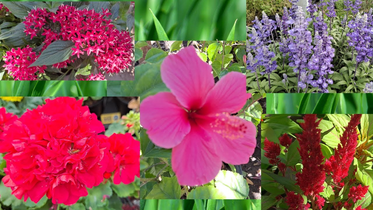 Estas 12 Plantas Convertirán tu Jardín en un Paraíso Floral