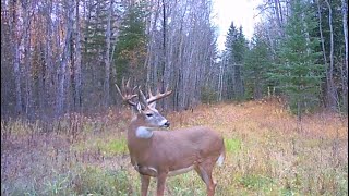 Huge 185 B&C whitetail buck in Saskatchewan Canada @westerntrophy