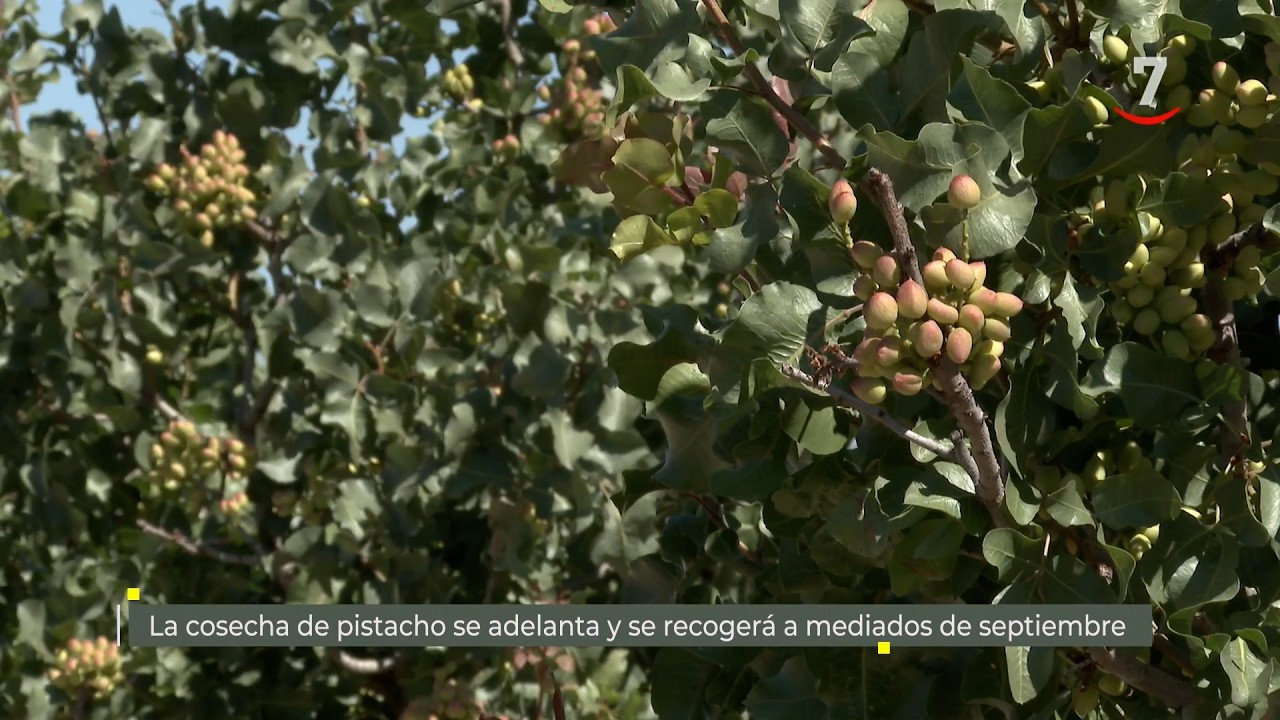 Flash El campo al día (07/09/2026): La cosecha de pistacho también se adelanta