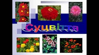 картинка: Суцвіття