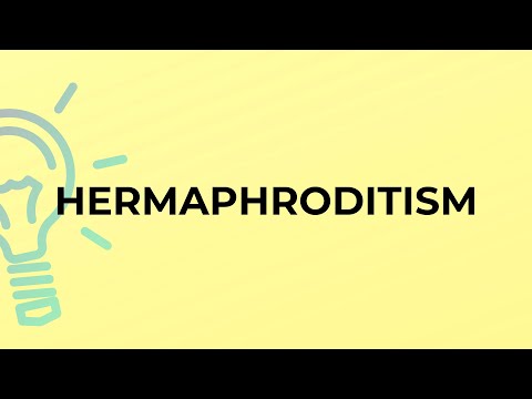 What is the meaning of the word HERMAPHRODITISM?