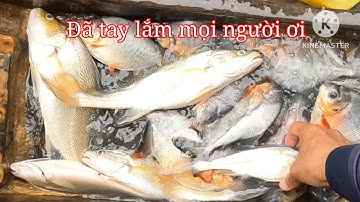 Tập 49 [ Đi câu ngày mưa _ Gặp phải bầy cá chim ăn như vủ bão ]