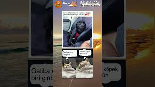 Bir Köpeğin Minnettar Bakışı Kelimelere Sığmaz