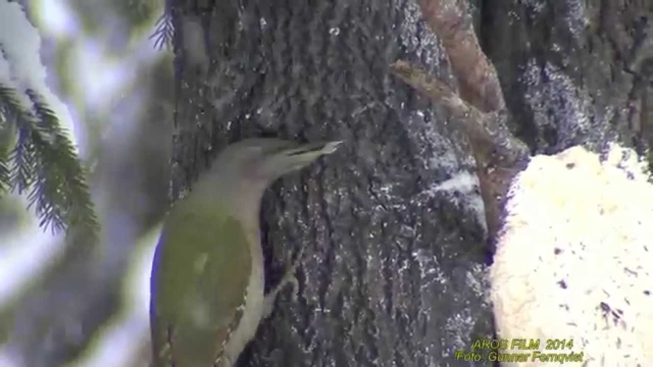 GRÅSPETT Grey-headed Woodpecker (Picus canus) Klipp - 1420 