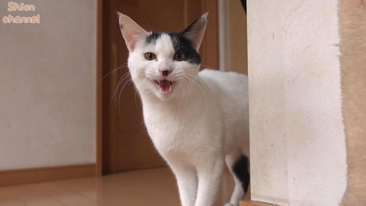 引きこもりがちな猫を遊びに誘ってみたらこうなりました… - YouTube