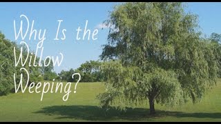 Why Is the Willow Weeping? (Original Poem)