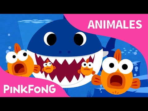 Tiburon Bebe Animales Pinkfong Canciones Infantiles Youtube