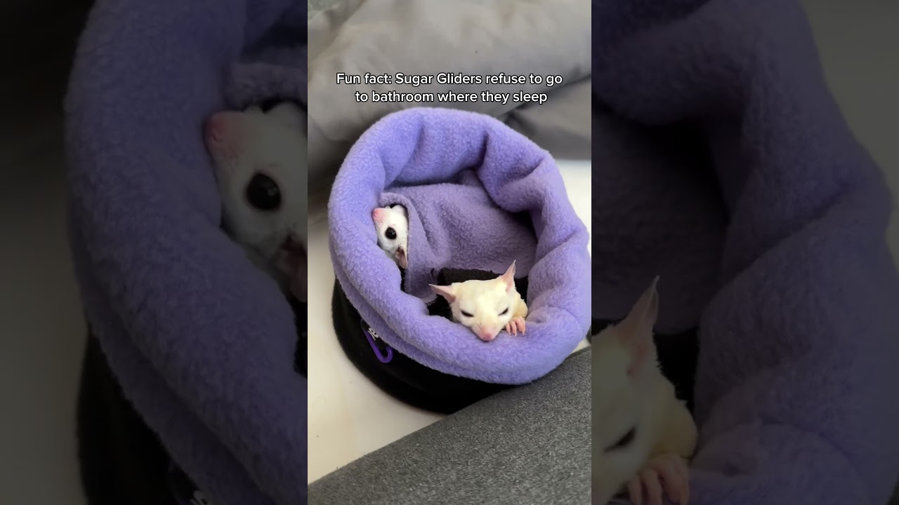 And they constantly groom/clean themselves, they’re very clean animals 