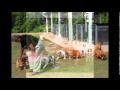 Bulldog Kennels Bulldog Kennels