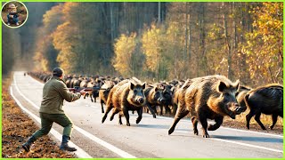 How Do Hunters And American Farmers Deal With Millions Of Wild Boars And elephant invasion