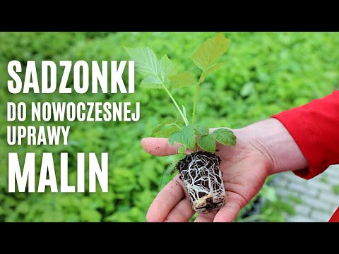 Wideo: Sadzonki I Ich Zbieranie