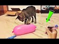 Videos De Risa de Animales - Gatos Chistosos - Gracioso videos de reacción de gato de la semana #35