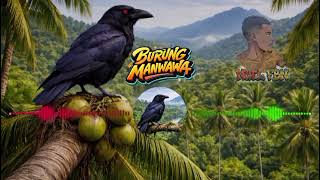 Download Lagu Lagu Daerah Biak_Burung Manwawa(cover) _Official Musik Video @manuelfaidiban6249  MP3