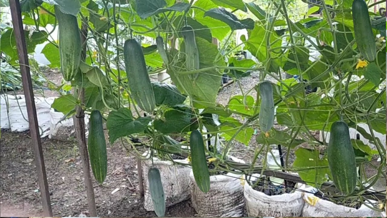 Tak Disangka, Menanam Timun Dari Sisa Dapur Bisa Berbuah Banyak 